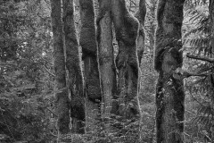 Moss covered trees backlit.