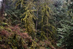 Winter colours in the west coast forest near Goldstream park