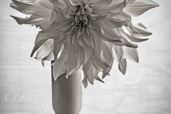 AlanKlughammer.com_Dahlia_20220918-_AK50124