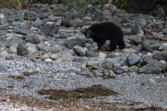 Black Bear at South Beach, Pacific Rim National Park