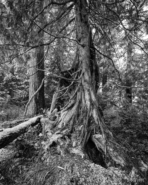AlanKlughammer.com_20250331-_AZ71580
