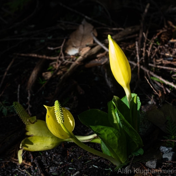 AlanKlughammer.com_20250401-_AZ72254