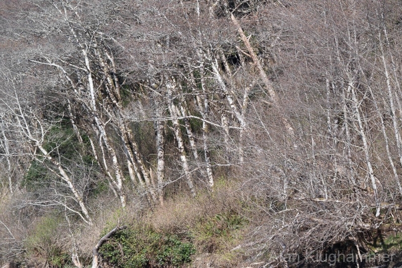 AlanKlughammer.com_20250402-_AZ72608