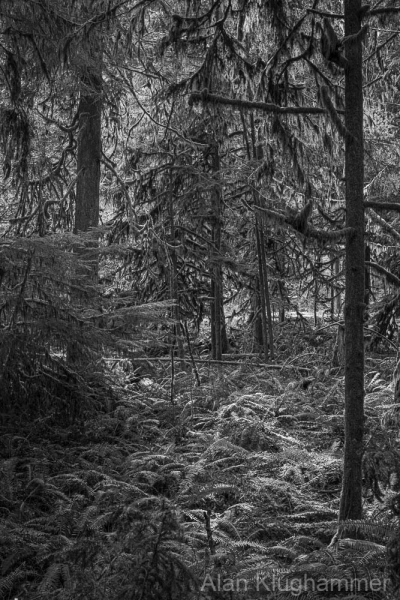 AlanKlughammer.com_20250404-_AZ72847